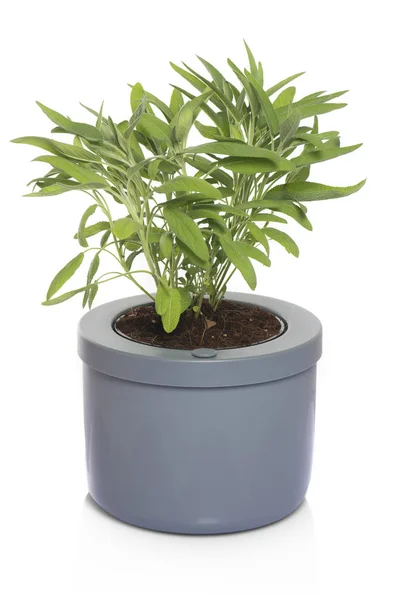 Sage Pot White Background Close — Stock Photo, Image