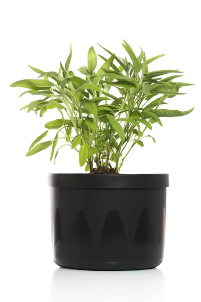 Sage Pot Close — Stock Photo, Image