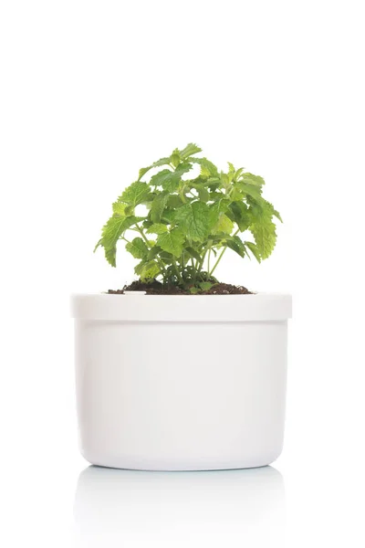 Lemon Balm Pot Close — Stock Photo, Image