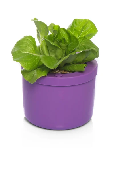 Planted Lettuce Pot — Stock Photo, Image