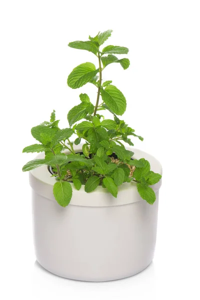 Mint Plant Pot — Stock Photo, Image