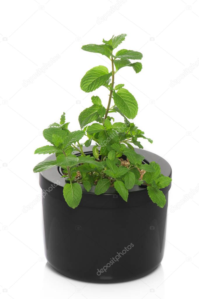 mint plant inside a pot