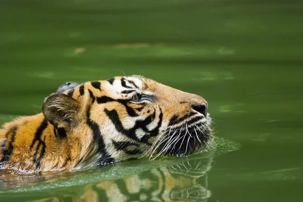Malayan Τίγρης Κολύμπι Απειλούμενα Είδη — Φωτογραφία Αρχείου