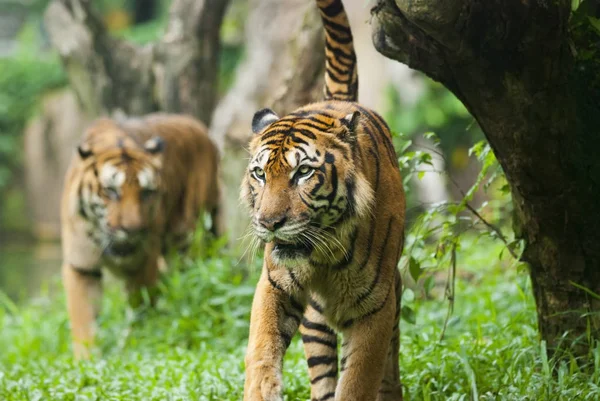 Malayan Tiger Endangered Species — Stock Photo, Image