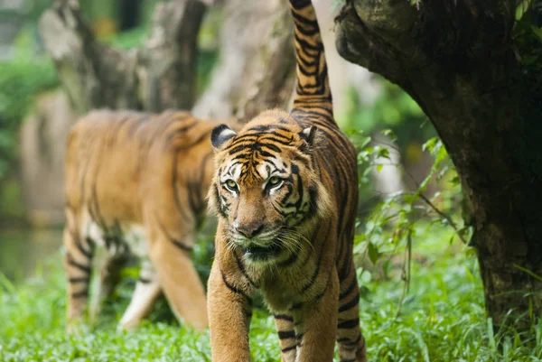 Malayan Tiger Endangered Species — Stock Photo, Image