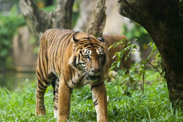 Malayan Tiger Utrotningshotade Arter — Stockfoto