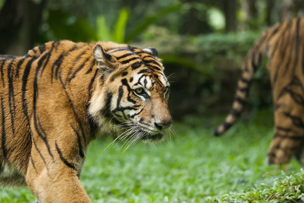 Tigre Malayo Especies Amenazadas — Foto de Stock