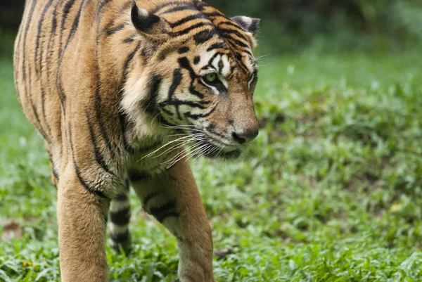 Malayan Tiger Endangered Species — Stock Photo, Image