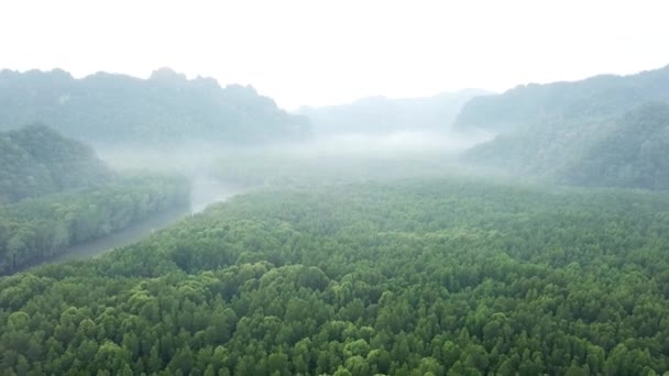 早上带着雾的橡胶园航拍 — 图库视频影像