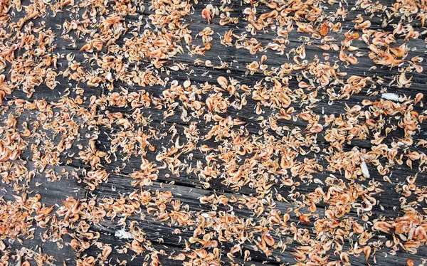 Αποξηραμένες Γαρίδες Αποξηραμένες Αλατισμένες Γαρίδες Φόντο Θαλασσινά Φόντο — Φωτογραφία Αρχείου