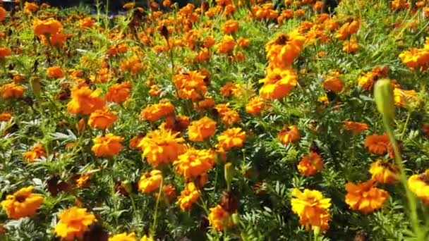 Närbild Bilder Vackra Orange Fält Blommor För Bakgrund — Stockvideo