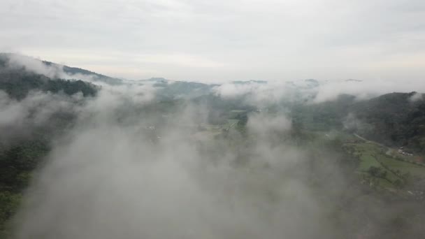 早上带着雾的橡胶园航拍 — 图库视频影像