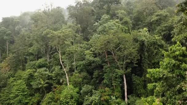 Plantação Borracha Imagens Aéreas Parte Manhã Com Nevoeiros — Vídeo de Stock