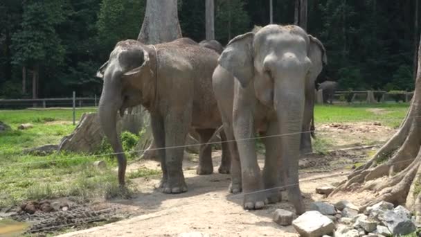 Pahang Malasia Septiembre 2019 Elefantes Kuala Gandah Elephant Sanctuary Pahang — Vídeos de Stock
