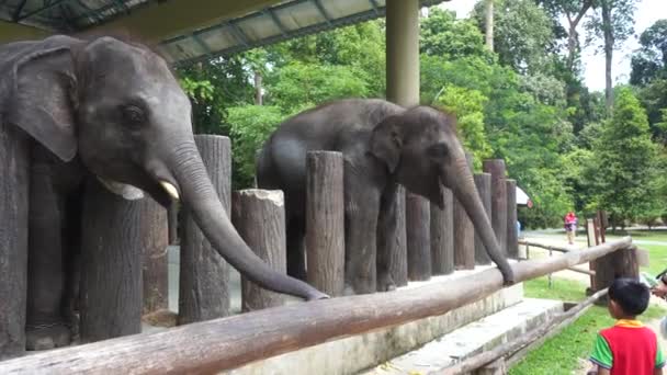 Pahang Malaysia September 2019 Elephants Kuala Gandah Elephant Sanctuary Pahang — 图库视频影像