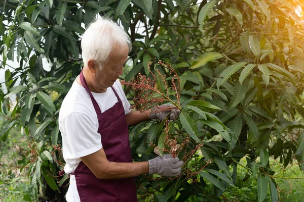 Idősebb Ázsiai Durian Farmer Gazdaságban — Stock Fotó