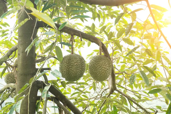 Közeli Kép Zöld Friss Durian Gyümölcsök Kertben — Stock Fotó