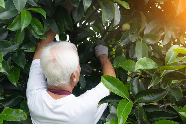 Idősebb Ázsiai Durian Farmer Gazdaságban — Stock Fotó