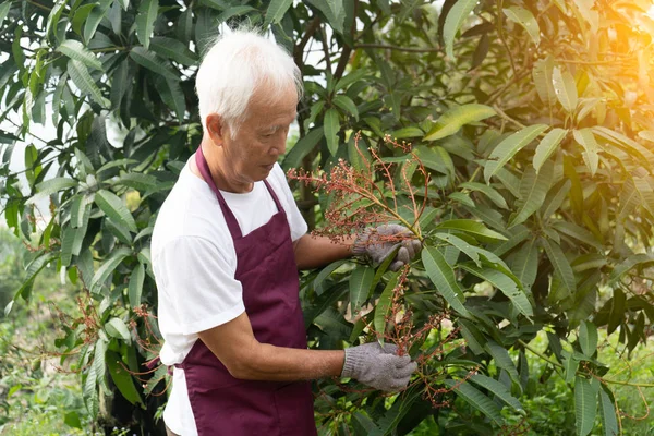 Idősebb Ázsiai Durian Farmer Gazdaságban — Stock Fotó
