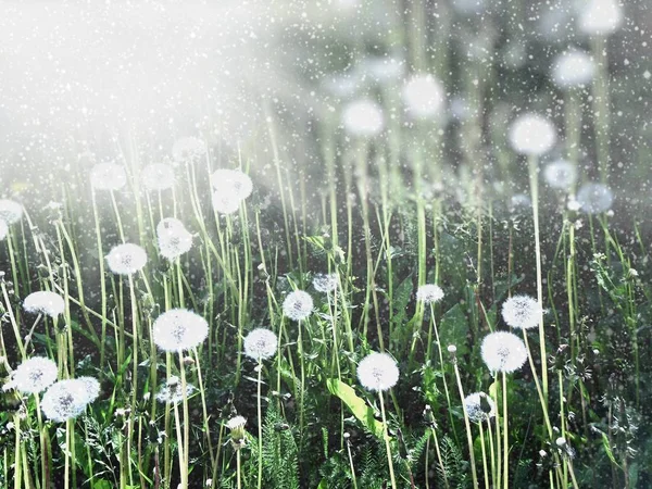 Bright dandelions under snowfall — Stock Photo, Image