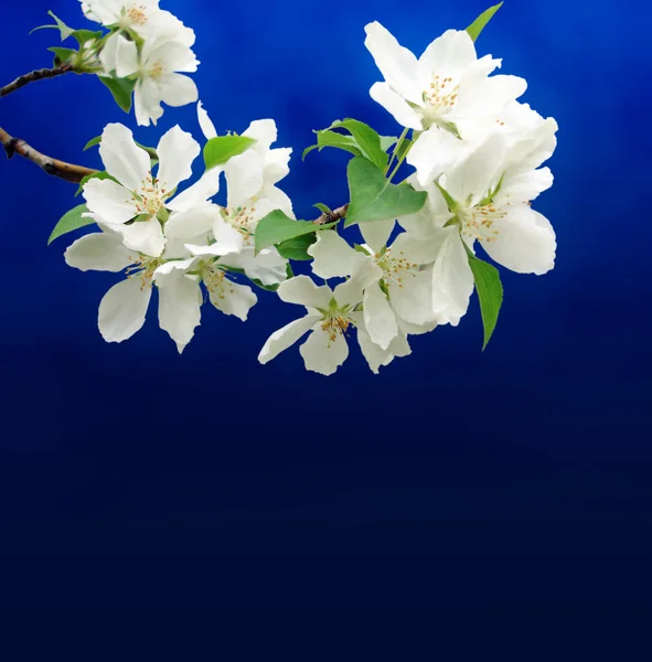 Blütenbrunch mit Blumen — Stockfoto