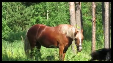 Yaz ormanında kırmızı at