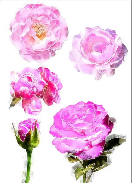 Rosas Acuarela Conjunto Con Líneas Blancas — Foto de Stock