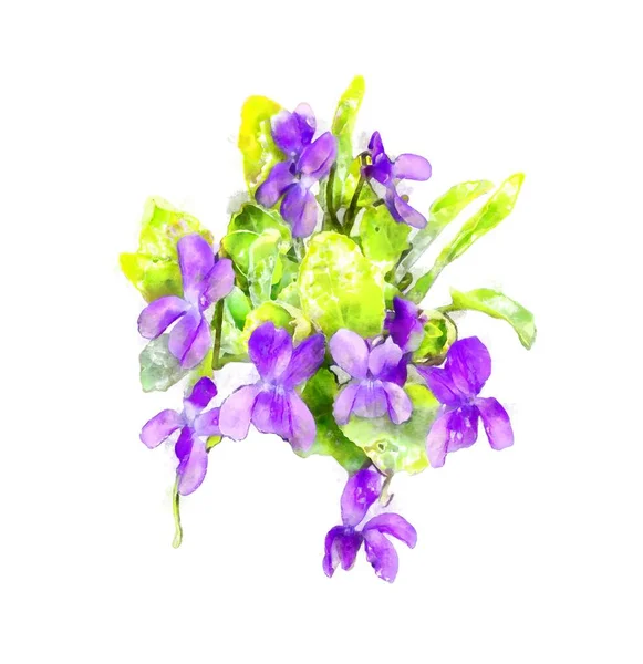 Violet Flowers Watercolor Illustration Isolated White — Stock Photo, Image