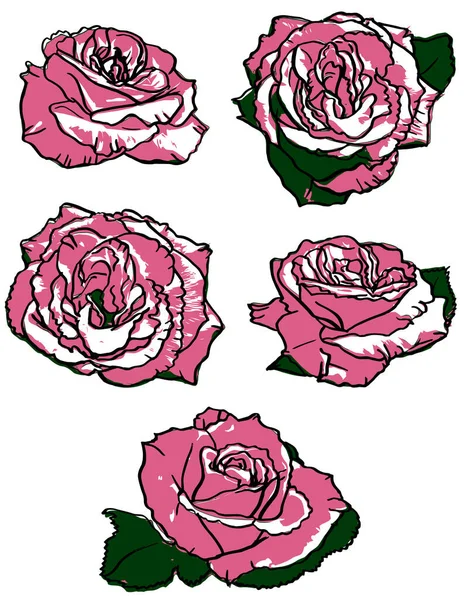 Vector Two Colored Roses Set Isolated White — Stock Vector