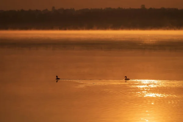 Утки Плавают Озеру Рассвете — стоковое фото