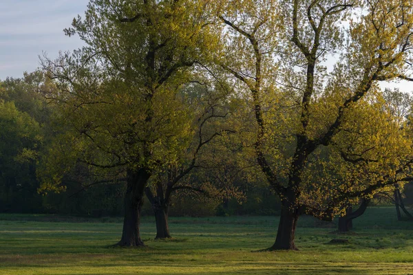 Fotoğraf sabah Swierklaniec parkında yürürken çekildi. Açıklıkta yetişen iki güzel ağaç sunar..