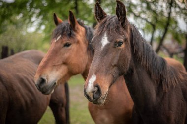 Fotoğraf Zabrze 'de gün doğumunda çekildi. Üç havuzlu bir ahır ve yanında da güzel, düzgün atlara hayran olunabilecek bir çayırlık var..