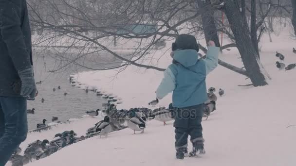 Un bambino che nutre i duchi nel parco invernale — Video Stock