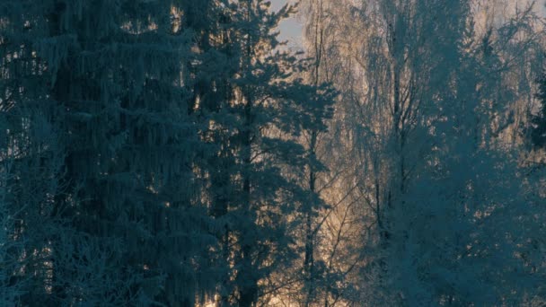 Vinter skog i en rimfrosten. Vinden något vajande träd grenar — Stockvideo