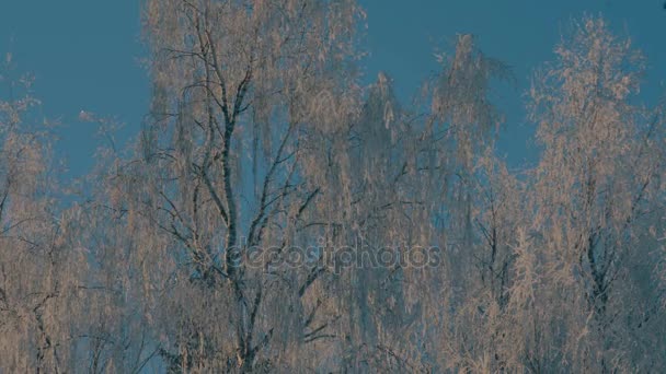 Winter forest in a hoarfrost. Wind is slightly swaying trees branches — Stock Video
