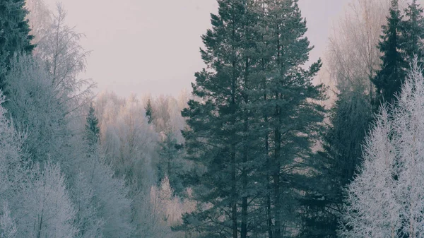 Bosque de invierno en una helada . —  Fotos de Stock