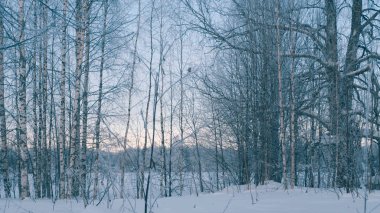 Bir hoarfrost ormanında kış.