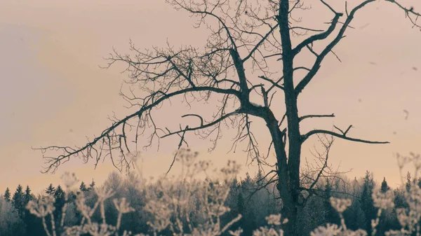 숲의 마 지입니다. 전경에서 오래 된 나무. — 스톡 사진