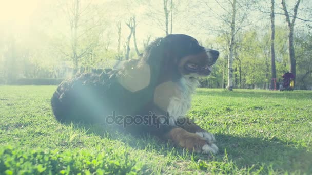 Perro en la hierba en el parque de primavera — Vídeo de stock