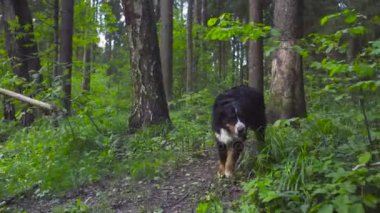 Ormandaki köpekle oynayan genç kadın