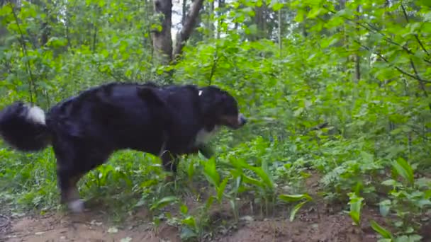 Young woman playing with the dog in the forest — Stock Video