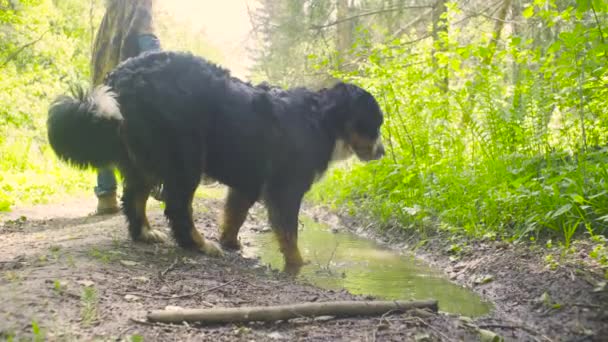 Un cane che beve acqua da una pozzanghera — Video Stock