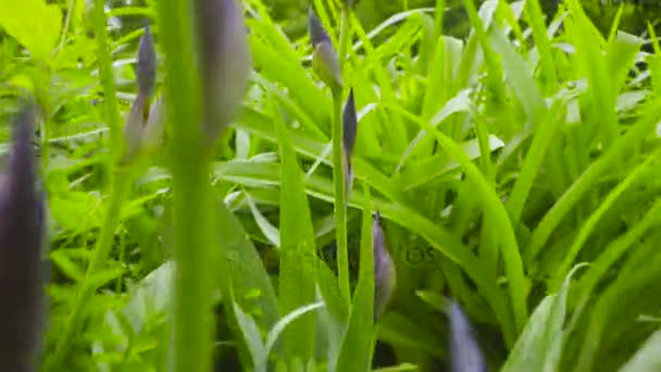 Herbe le jour d'été 