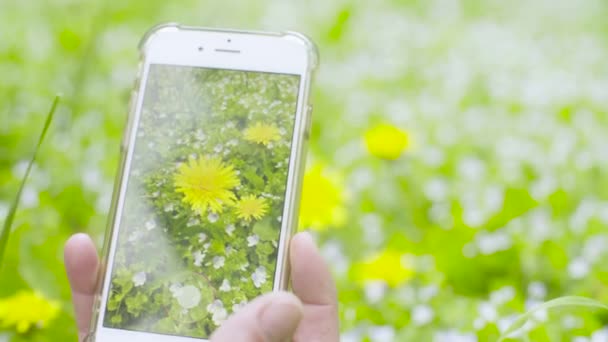 Scattare foto a mano di fiori — Video Stock