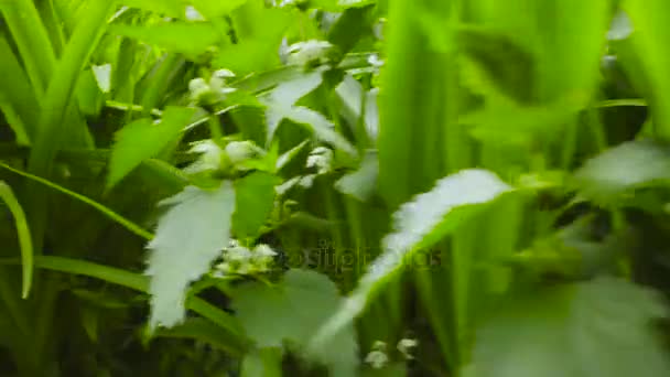 Herbe le jour d'été 