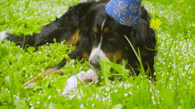 Bir köpek bir kemik yeme şenlikli şapkalı