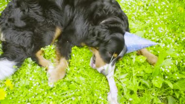 Bir köpek bir kemik yeme şenlikli şapkalı