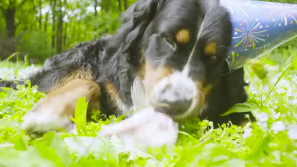 Een hond in feestelijke GLB eten een bone — Stockvideo