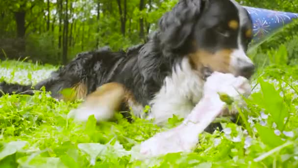 Az ünnepi kap enni egy csont kutya — Stock videók