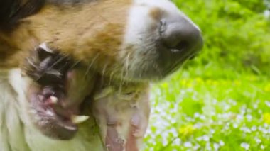 Bir köpek bir kemik yeme şenlikli şapkalı